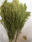 Preview: Silberhirse "classic" halbreif 5 kg VORBESTELLUNG